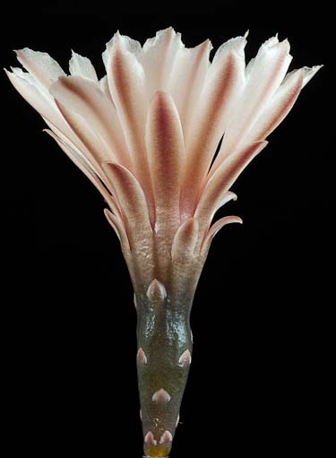 Gymnocalycium striglianum